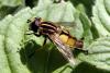 Helophilus hybridus